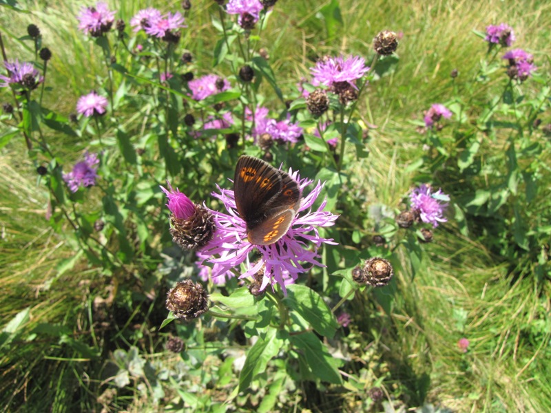 Erebia albergana? S !